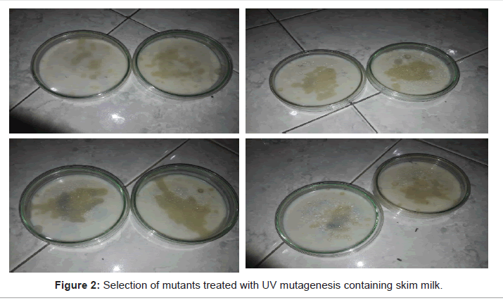 microbial-biochemical-technology-skim-milk