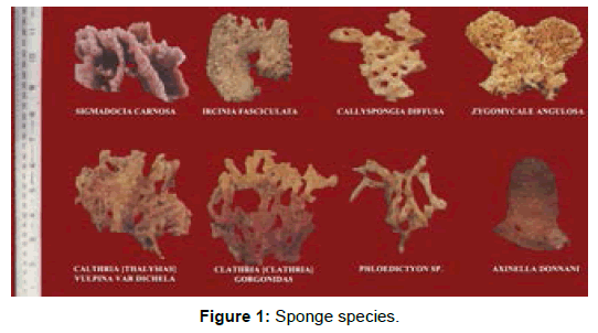 microbial-biochemical-technology-sponge-species