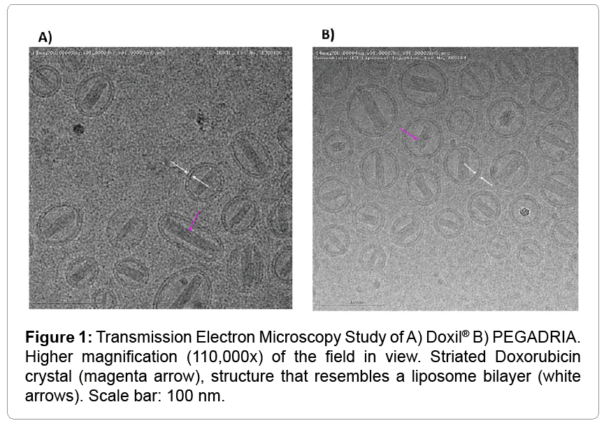 Bioequivalence Study of Pegylated Doxorubicin Hydrochloride Liposome ...