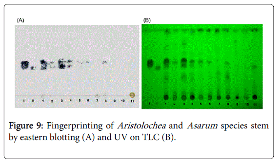 pharmaceutica-analytica-acta-Aristolochea-Asarum-species-stem