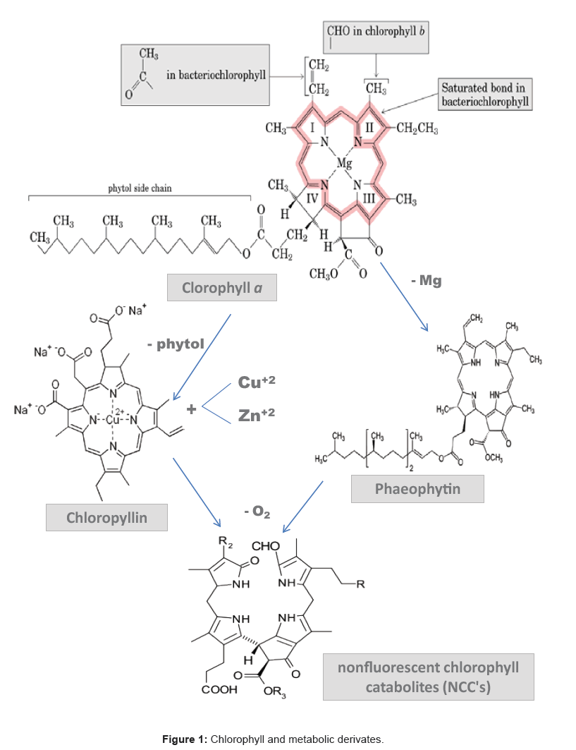 pharmaceutica-analytica-acta-Chlorophyll-metabolic-derivates