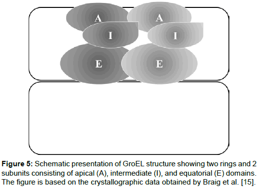 pharmaceutica-analytica-acta-GroEL-structure