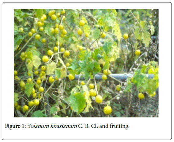 pharmaceutica-analytica-acta-Solanum-khasianum