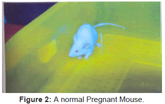 pharmacogenomics-pharmacoproteomics-Pregnant-Mouse