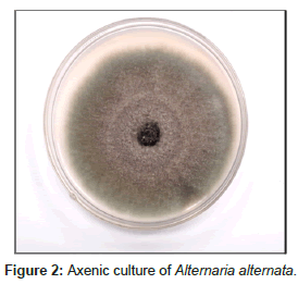 plant-pathology-microbiology-Alternaria-alternata