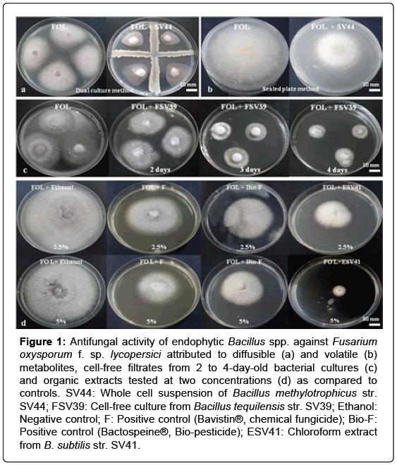 plant-pathology-microbiology-Antifungal-activity-endophytic