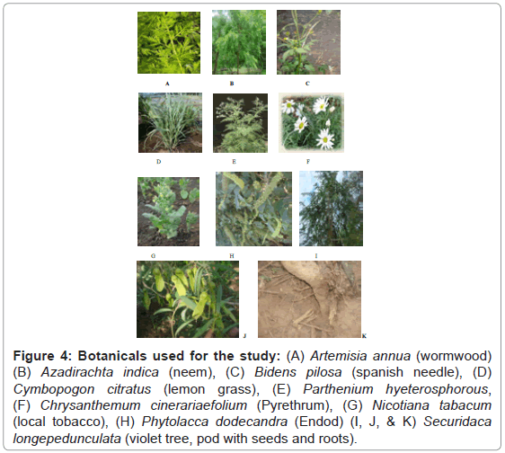 plant-pathology-microbiology-Artemisia-annua-wormwood