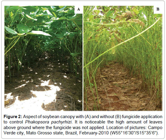 plant-pathology-microbiology-Aspect-soybean-canopy
