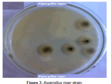 plant-pathology-microbiology-Aspergillus-niger