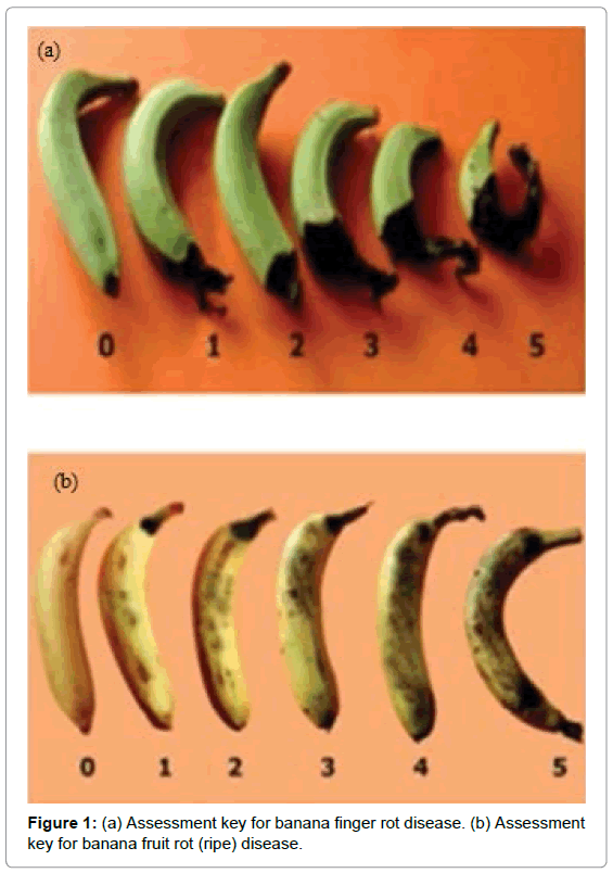 plant-pathology-microbiology-Assessment-banana-finger
