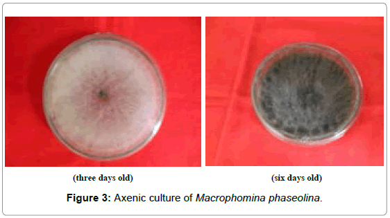 plant-pathology-microbiology-Axenic-culture-Macrophomina