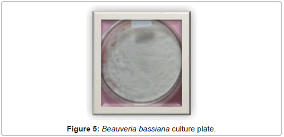 plant-pathology-microbiology-Beauveria-bassiana-culture