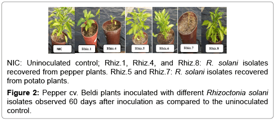 plant-pathology-microbiology-Beldi-plants