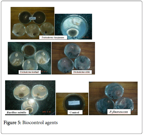 plant-pathology-microbiology-Biocontrol-agents