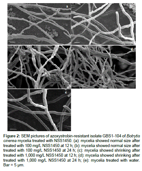 plant-pathology-microbiology-Botrytis-cinerea-mycelia