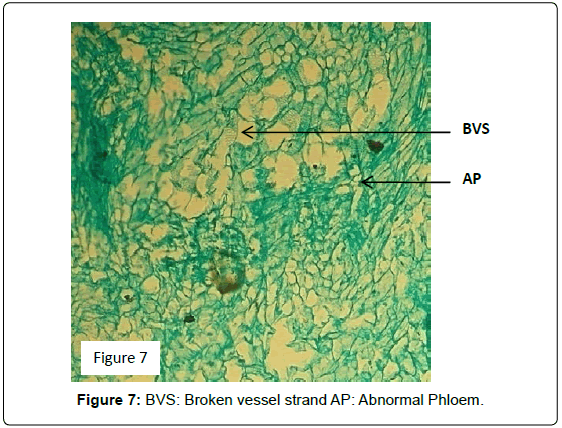 plant-pathology-microbiology-Broken-vessel-Phloem