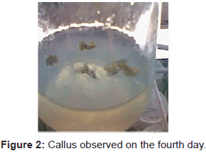 plant-pathology-microbiology-Callus-observed-fourth