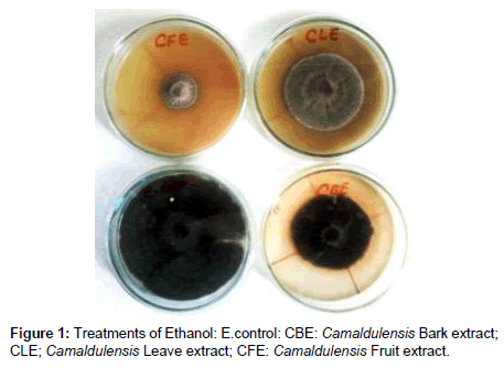 plant-pathology-microbiology-Camaldulensis-Bark-extract