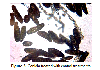 plant-pathology-microbiology-Conidia-treated