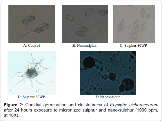 plant-pathology-microbiology-Conidial-germination-cleistothecia
