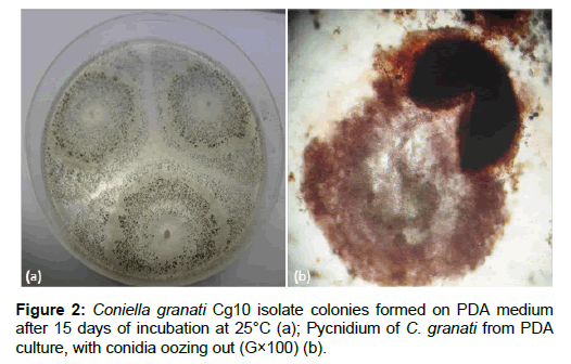 plant-pathology-microbiology-Coniella-granati