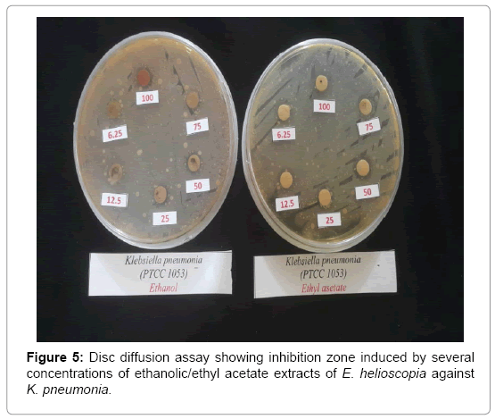 plant-pathology-microbiology-Disc-diffusion