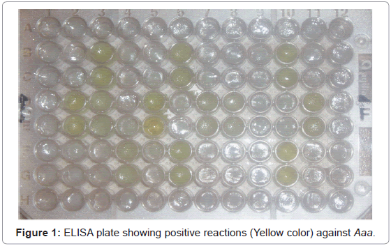 plant-pathology-microbiology-ELISA-plate-positive