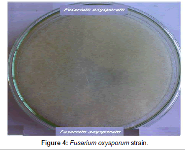 plant-pathology-microbiology-Fusarium-oxysporum