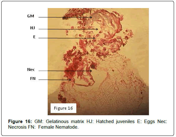plant-pathology-microbiology-Gelatinous-matrix-juveniles