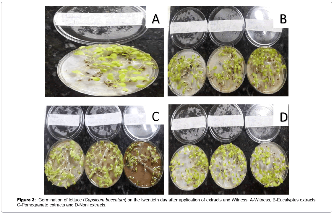 plant-pathology-microbiology-Germination-lettuce