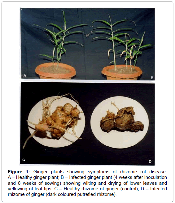 plant-pathology-microbiology-Ginger-plants-symptoms