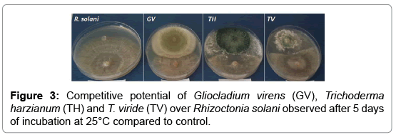 plant-pathology-microbiology-Gliocladium-virens