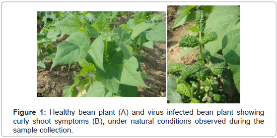 plant-pathology-microbiology-Healthy-bean-virus