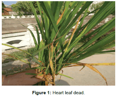 plant-pathology-microbiology-Heart-leaf-dead