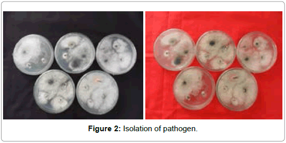 plant-pathology-microbiology-Isolation-pathogen