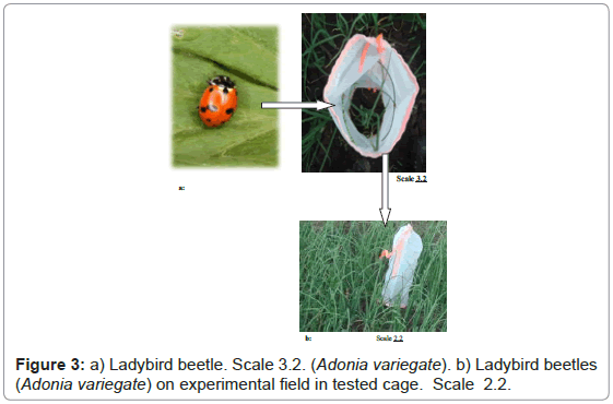 plant-pathology-microbiology-Ladybird-beetle-experimental