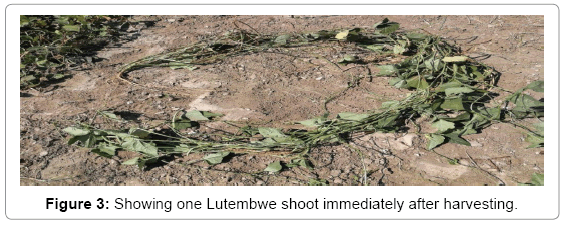 plant-pathology-microbiology-Lutembwe-shoot