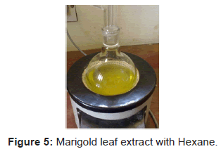 plant-pathology-microbiology-Marigold-leaf-extract