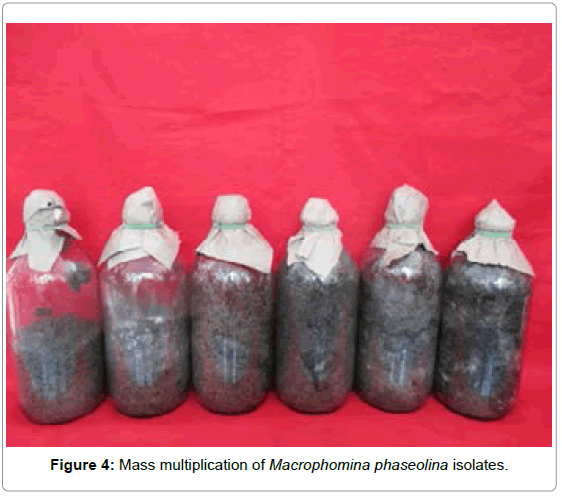 plant-pathology-microbiology-Mass-multiplication-Macrophomina