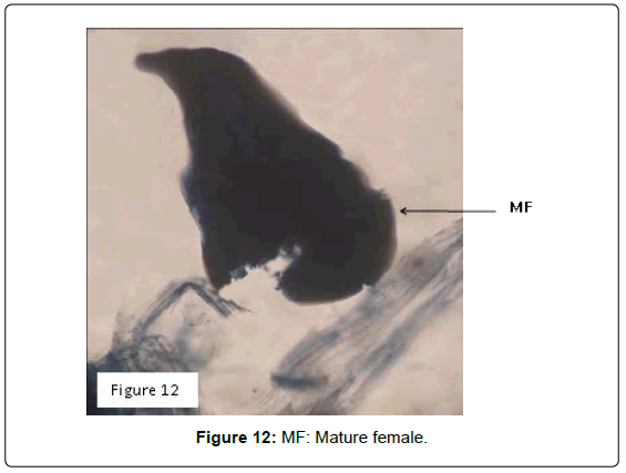 plant-pathology-microbiology-Mature-female