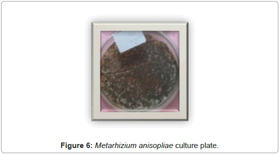 plant-pathology-microbiology-Metarhizium-anisopliae-culture