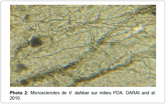 plant-pathology-microbiology-Microsclerotes-milieu-DARAI