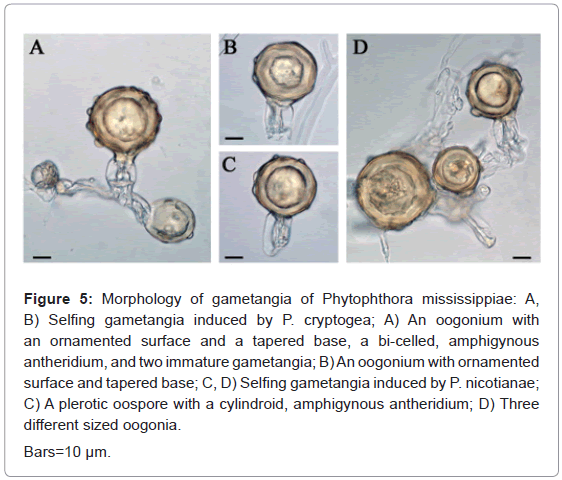 plant-pathology-microbiology-Morphology-gametangia-Phytophthora