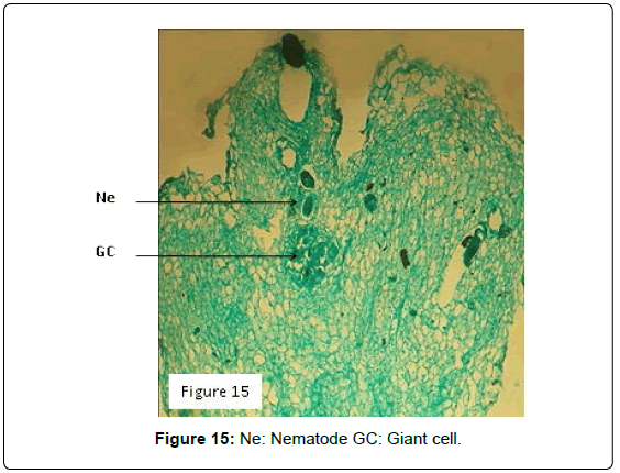plant-pathology-microbiology-Nematode-Giant-cell