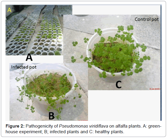 plant-pathology-microbiology-Pathogenicity-Pseudomonas-viridiflava