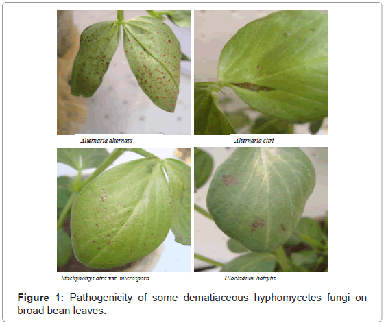 plant-pathology-microbiology-Pathogenicity-dematiaceous-hyphomycetes
