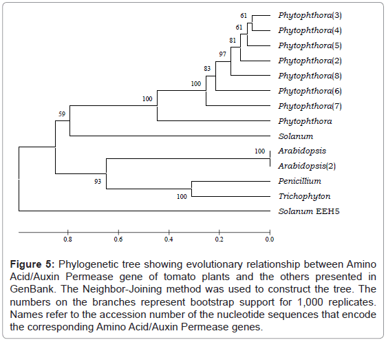 plant-pathology-microbiology-Phylogenetic-evolutionary-Amino