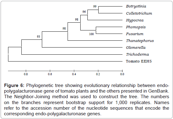 plant-pathology-microbiology-Phylogenetic-evolutionary-presented