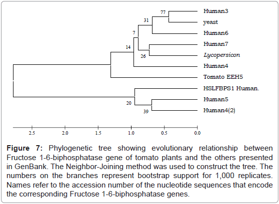 plant-pathology-microbiology-Phylogenetic-tomato-Neighbor