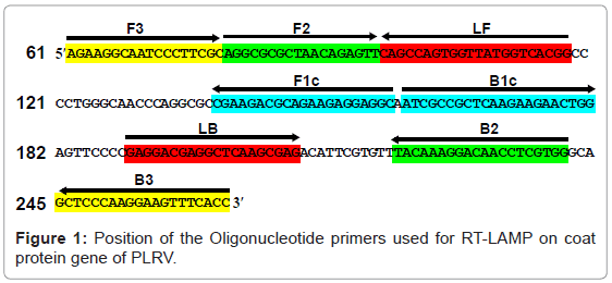 plant-pathology-microbiology-Position-Oligonucleotide-primers